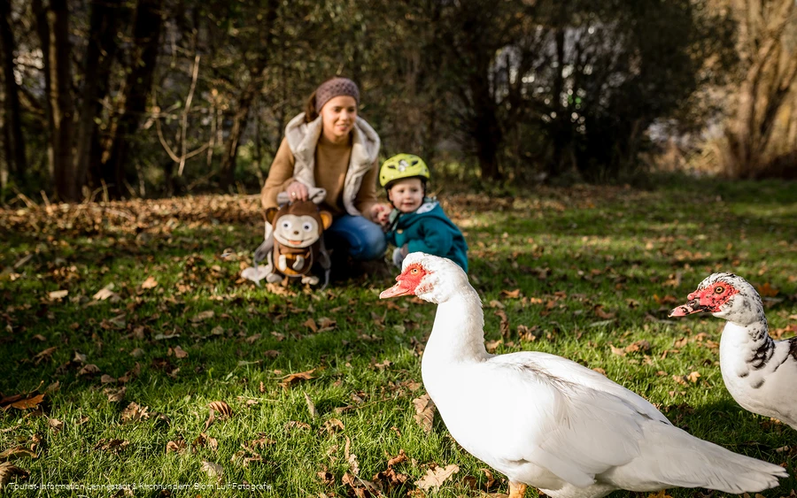 Familie mit Enten